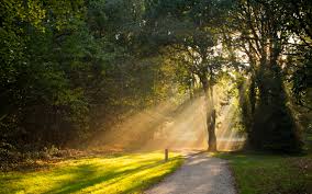 Path with sun Path with sun