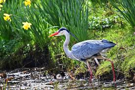 heron by pond heron by pond