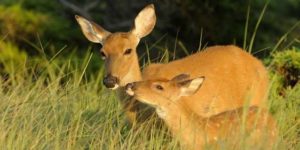 deer deer
