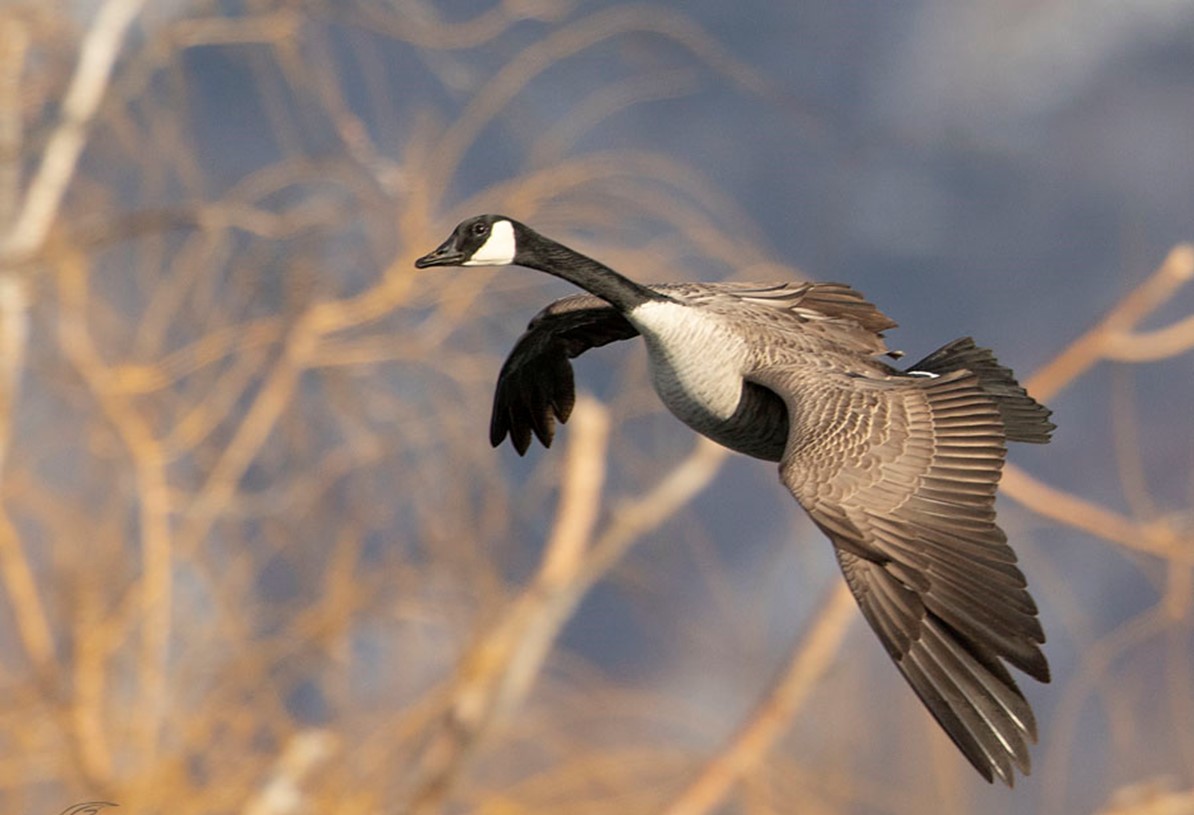 The Blessing of the Geese Center for Spirituality