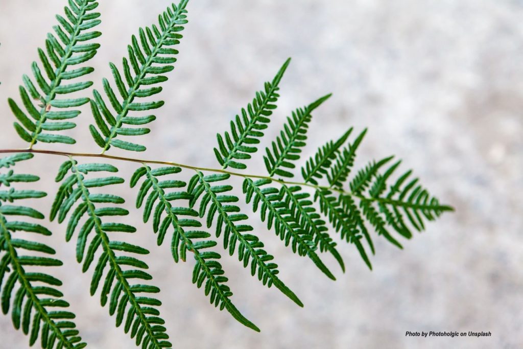 photoholgic-CSyT2auC69w-unsplash photoholgic-CSyT2auC69w-unsplash
